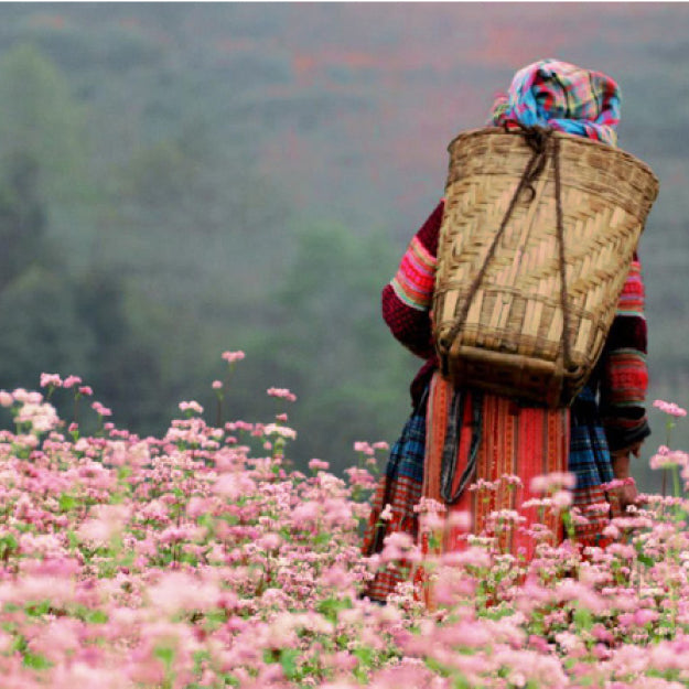 Vue arrière d’une femme en tenue traditionnelle au milieu des champs de fleurs roses dans la vallée de Sapa – hommage à l’origine de la note de camélia.