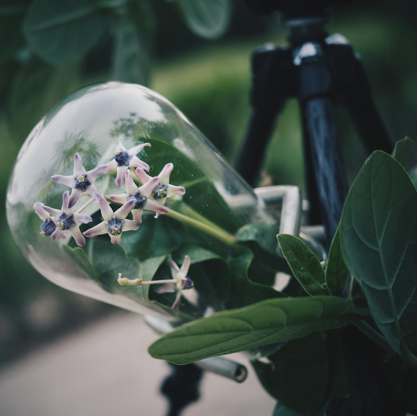 Fleurs violettes délicates de Calotropis sous cloche en verre sur trépied – un extrait de la recherche Scent Trek d’Ella K Parfums pour préserver les sources olfactives naturelles dans les régions sensibles.