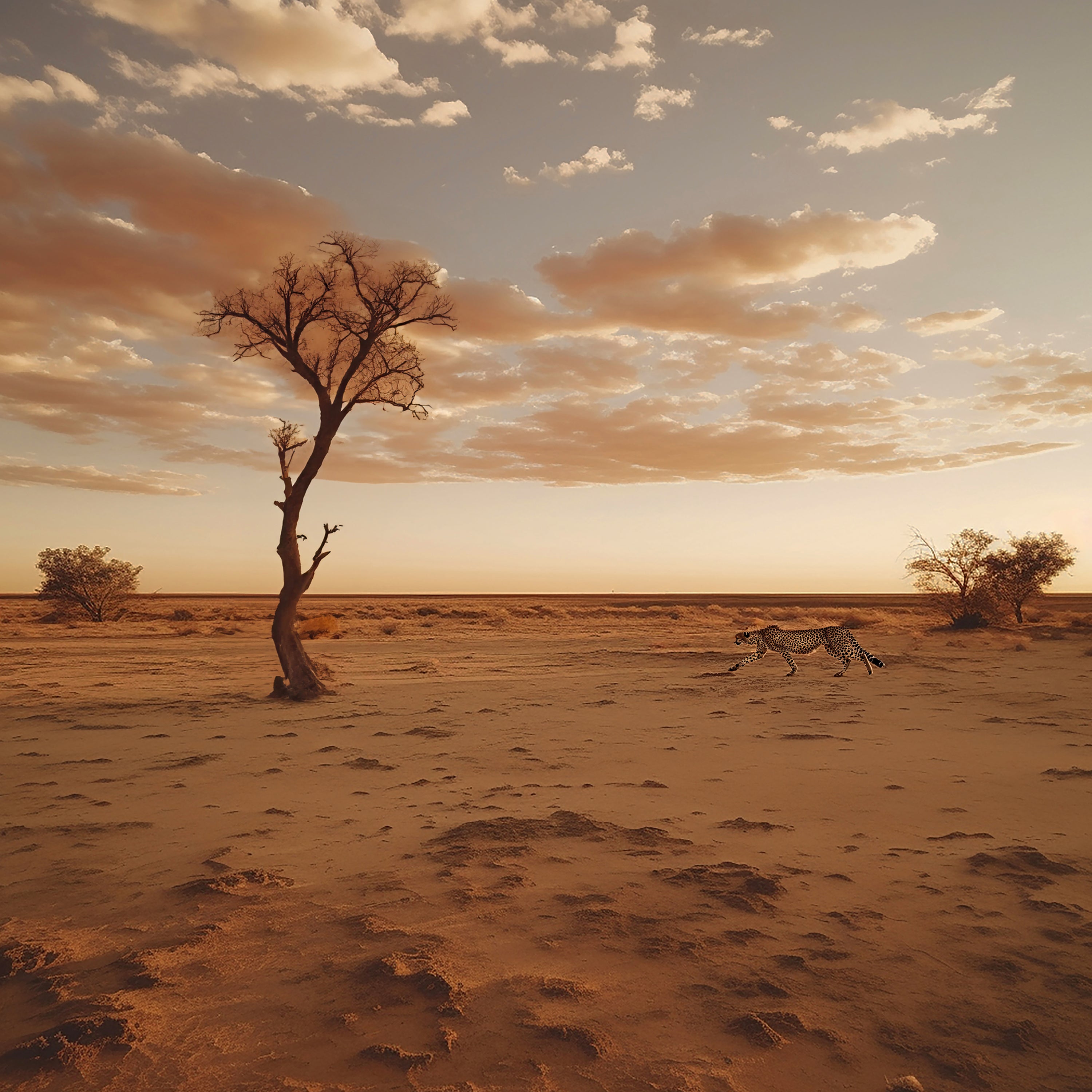 Un arbre solitaire dans la savane dorée, traversée avec grâce par un guépard – une vision majestueuse et puissante.