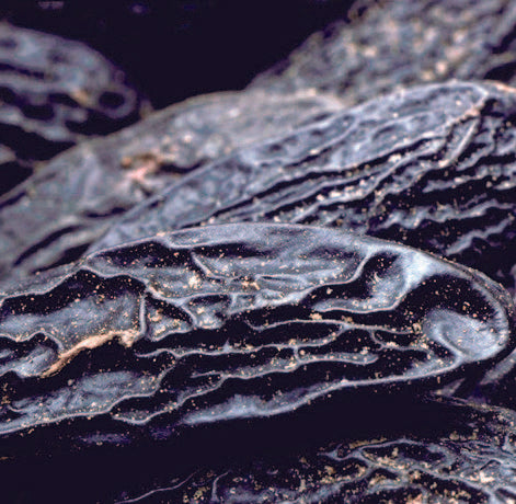 Vue rapprochée des fèves tonka noires – note de fond de Camélia K aux accents chauds et balsamiques.