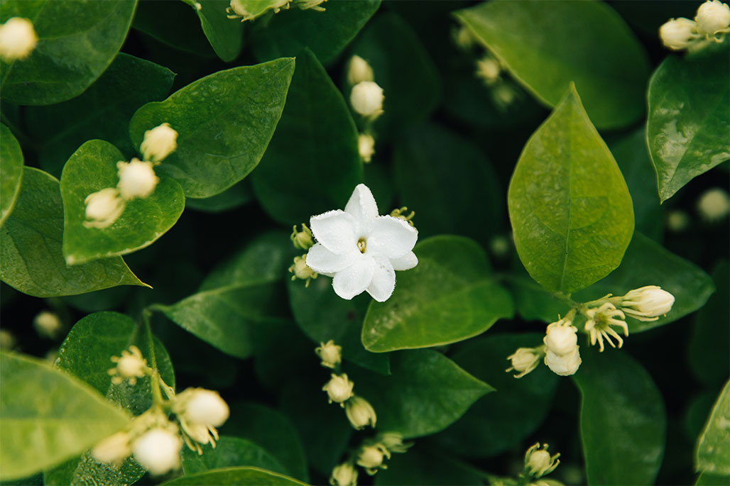 Une fleur de jasmin éclatante au milieu de feuilles vertes et de bourgeons délicats – une élégance florale intemporelle.
