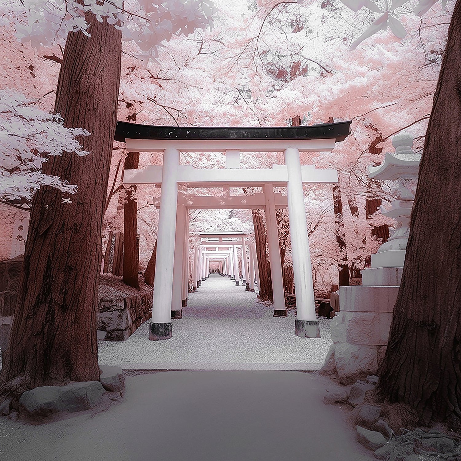 Un chemin de torii traditionnels japonais traverse un paysage onirique teinté de rose – un voyage symbolique reflétant l’inspiration du parfum « Mémoire de Daisen In » : contemplatif, poétique et profondément lié à l’esthétique japonaise.