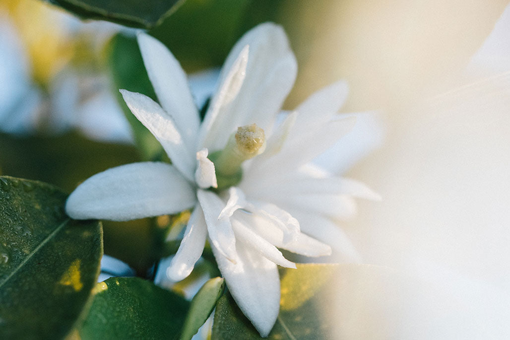 Fleur de néroli délicatement éclairée en contre-jour – sensualité fraîche et douceur florale capturée de près.