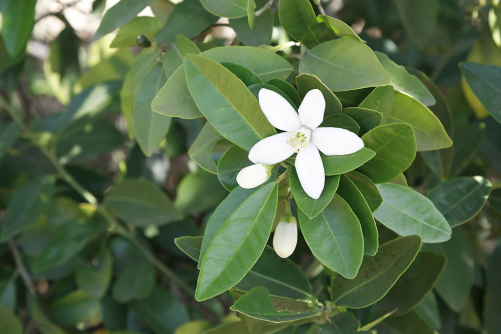 Fleur d’oranger éclatante avec feuilles vertes et bourgeons fermés – hommage aux paysages parfumés de la Méditerranée.