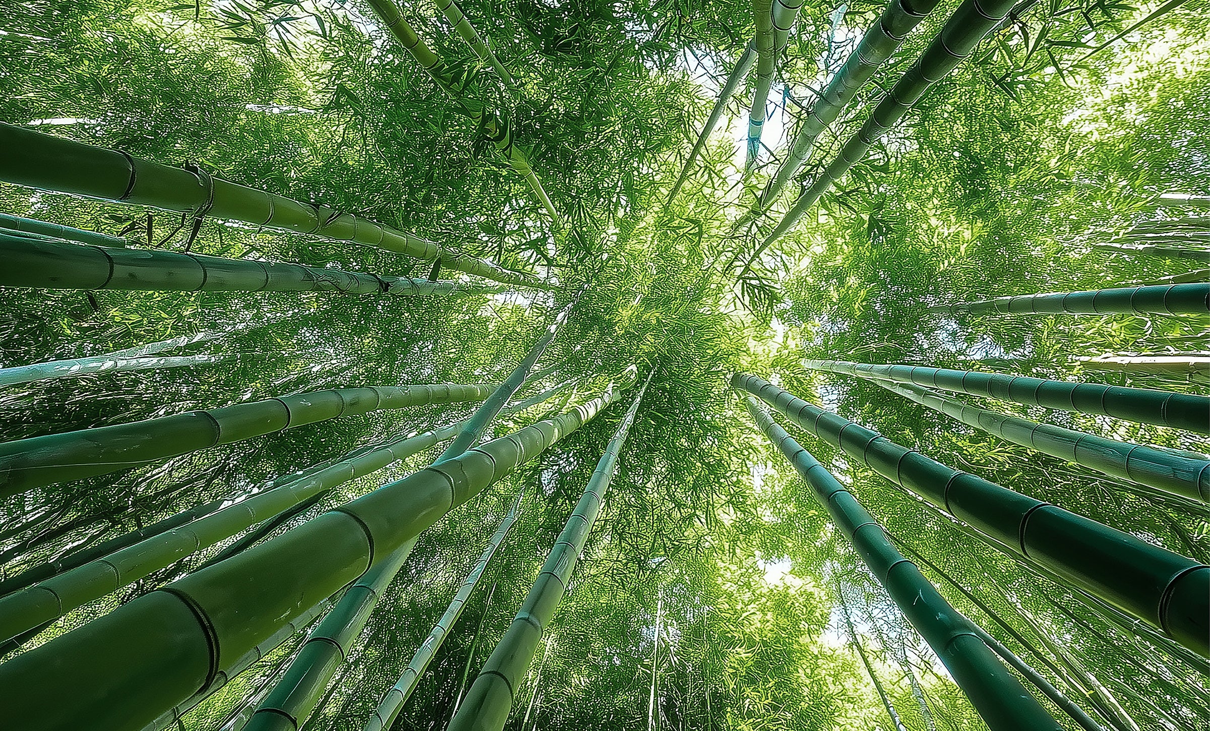 Forêt de bambous mystique au crépuscule – source d’inspiration du parfum « Poème de Sagano » d’Ella K, entre nature, poésie et élégance japonaise.