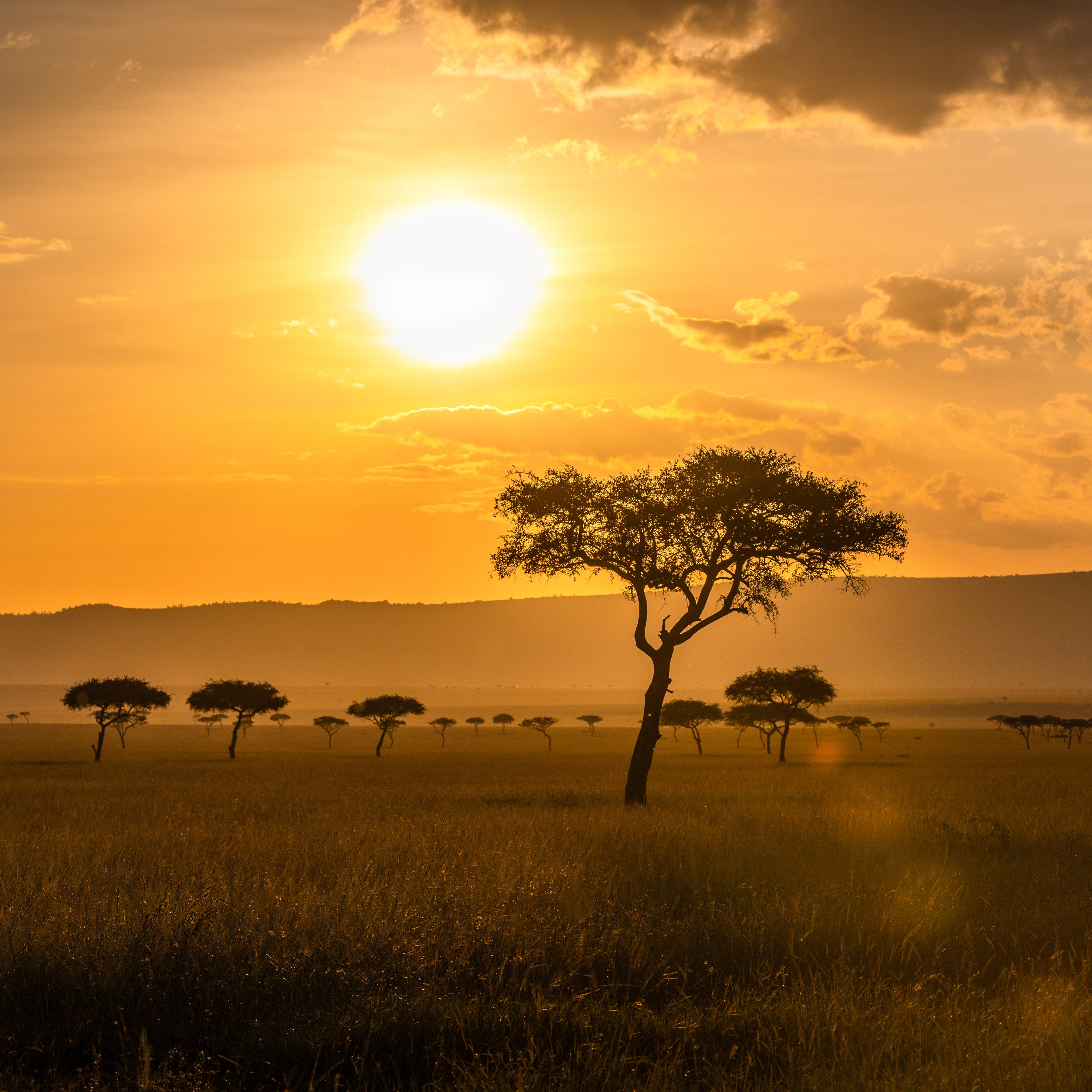 Acacia baigné par la lumière du soir, symbole de chaleur florale et de la fleur d’acacia, note essentielle de Reflet sur l’Okavango.