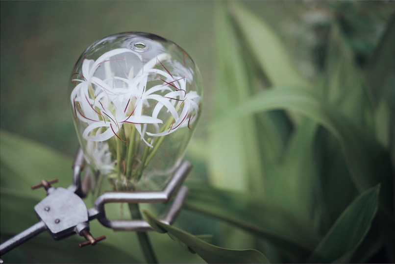 Fleurs blanches sous une cloche en verre, capturées grâce à la technologie SCENT TREK – un instant précis d’extraction olfactive au cœur de la nature.
