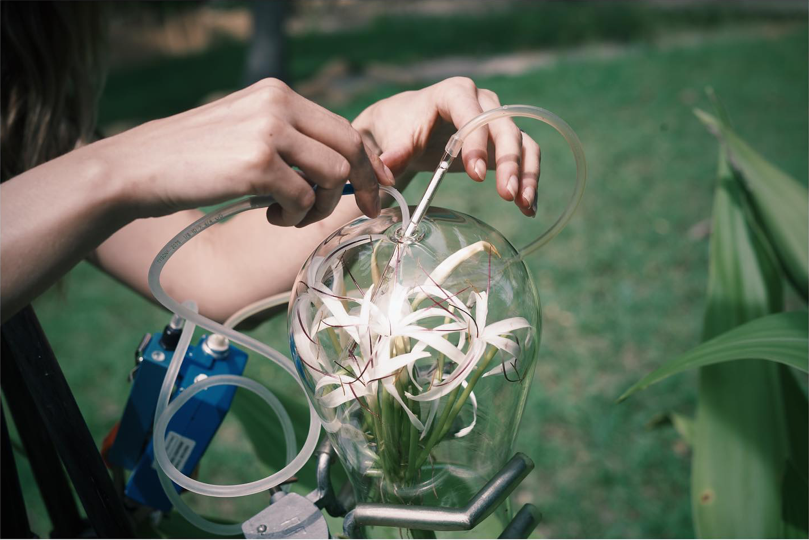 Extraction précise d’un parfum floral grâce à la technologie Scent Trek : une fleur blanche enfermée dans une cloche de verre pendant que ses molécules olfactives sont capturées par des tubes – une création de parfum durable en pleine nature.